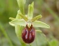 Ophrys sphegodes